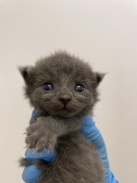 /Images/uploads/Friends of Seal Beach Animal Care Center/2025sbacc/entries/33562.jpg